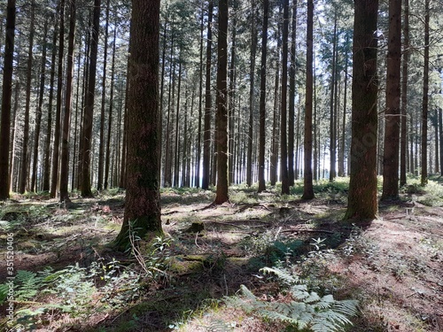 sapins