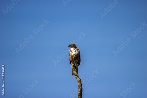 The young buzzard in UK countryside