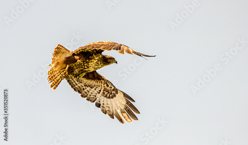 The young buzzard in UK countryside photo