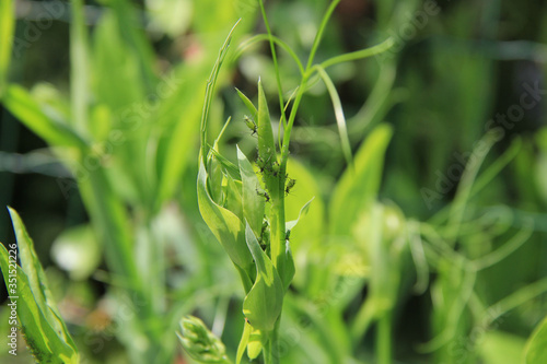 Green aphids on sweet pea branch in the garden. Lathyrus odoratus damaged by insect
 photo