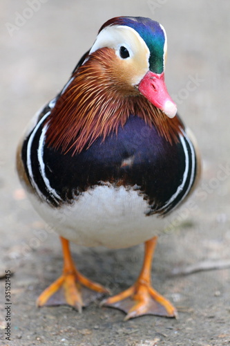Piękna kolorowa Mandarynka kaczka