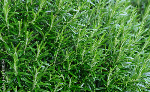 Rosemary herb close up