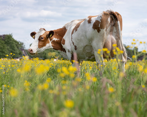 red and white spotted cow in meadow with yellow buttercup flowers