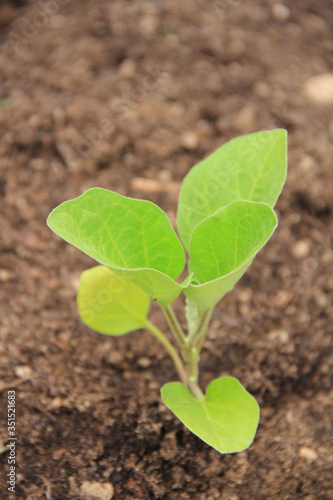 Small Eggplant plant growing in the vegetable garden on springtime. Cultivated Solanum melongena plant 