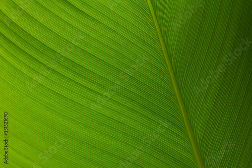 The lines on a tropical climate leaf.