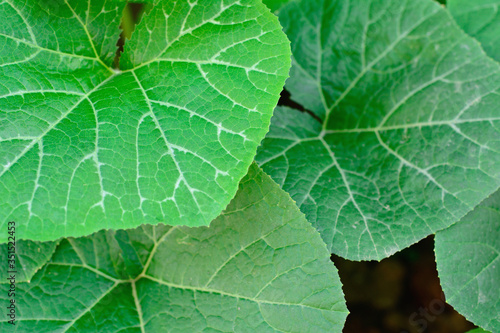 Pumpkin leaves with natural background.