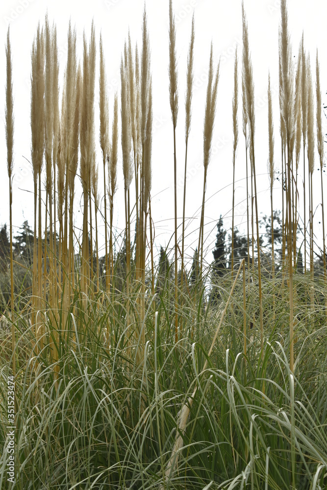 Obraz premium grass in the wind
