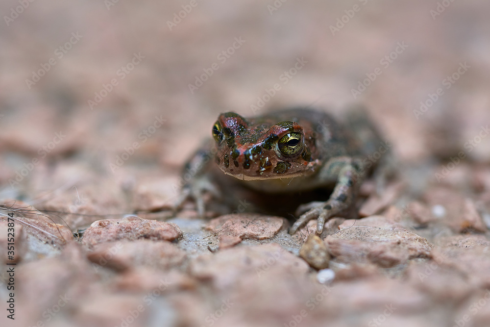 close up of a green toad close up of a green toad
