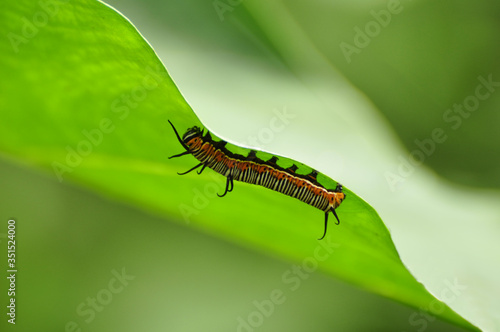 Caterpillar insect on the leaf

