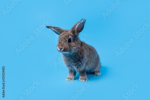 Cute baby rabbit, gray brown easter on a blue background