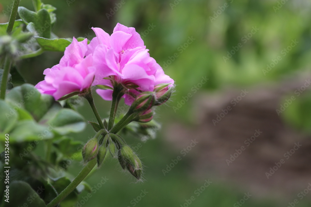 Fototapeta premium spring flower works wonders in the sunlight