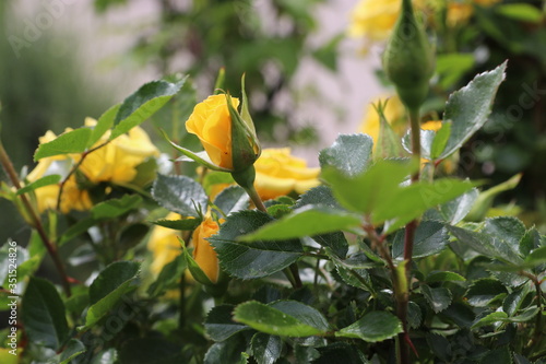 spring flower works wonders in the sunlight