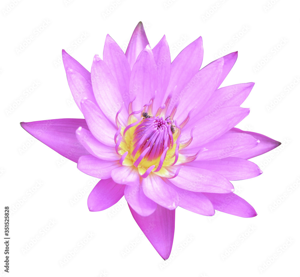 Pink blossom lotus isolated on white background with clipping path.