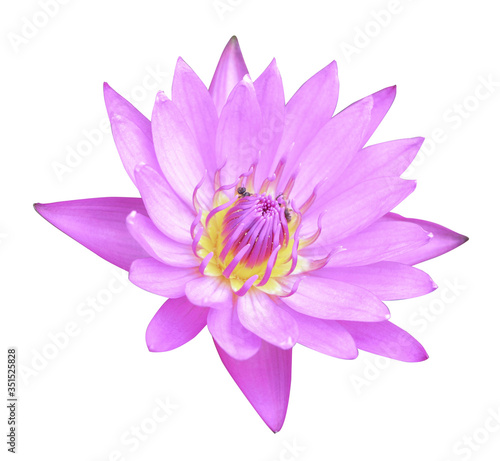 Pink blossom lotus isolated on white background with clipping path.