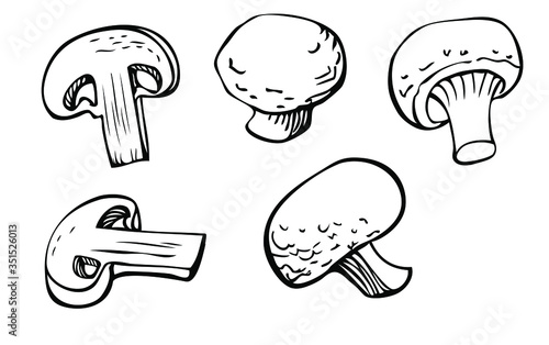 Mushrooms ink drawing vector set, illustration of white champignons (whole and cut) from different points of view for culinary book or logo design. 