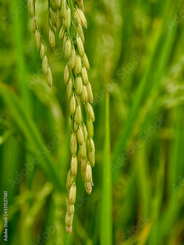 close up rice in the field