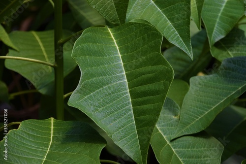 Green leaves macro closeup detail photo