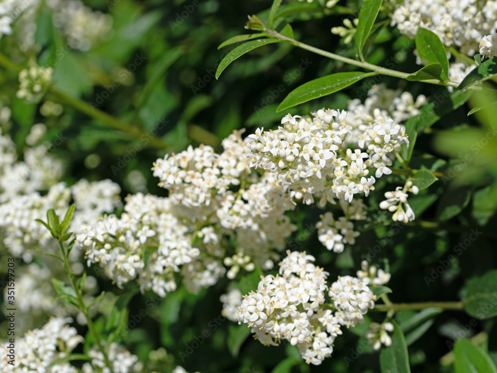 Blühender Liguster, Ligustrum,im Frühsommer Blühender Liguster, Ligustrum,im Frühsommer