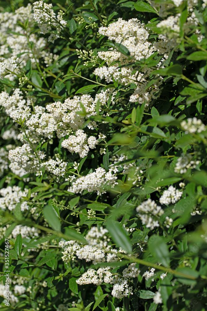 Blühender Liguster, Ligustrum,im Frühsommer Blühender Liguster, Ligustrum,im Frühsommer