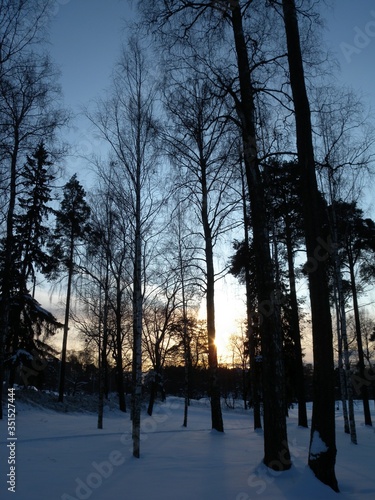 Silhouette Of Trees In Snowy Sunset Sunrise Sky