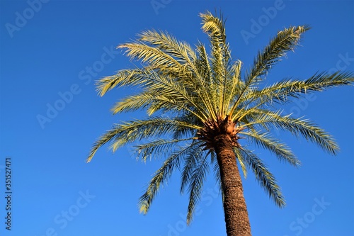 Palm tree with clear blue sky background