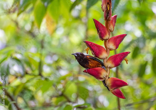  Oriole de la Martinique (Icterus bonana) photo