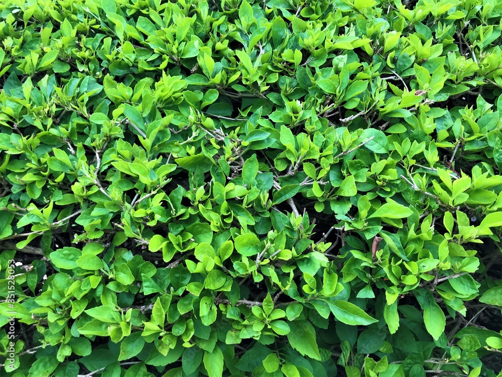 Obraz premium Green bush hedge closeup detail