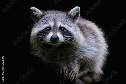 raccoon portrait