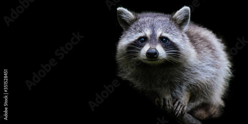 raccoon portrait