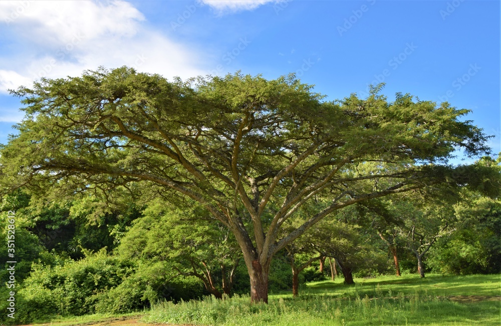 Trees in African savanna landscape scenery Trees in African savanna landscape scenery