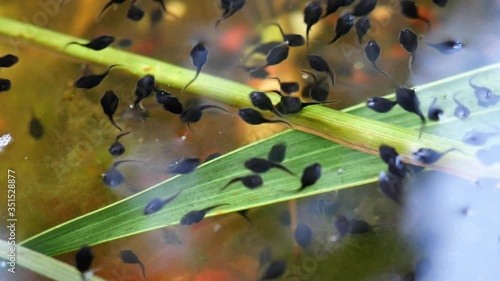 The toad's tadpoles swim in clear water with green leaf in background, Black color Newborn larvae of amphibians
