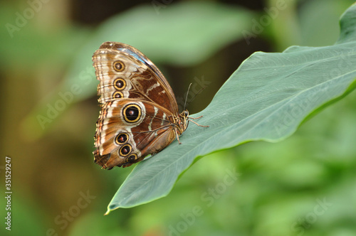 Eyespots on wing of Giant owl butterfly Caligo memnon