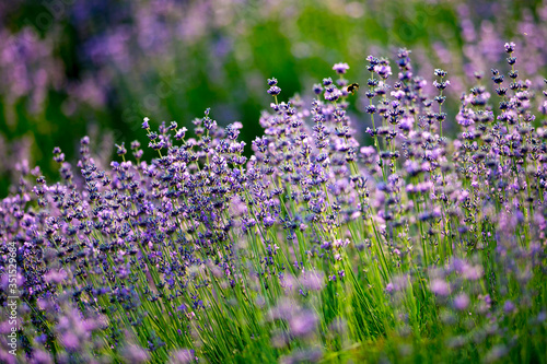 Lawn with lavender. A bee over a lavender flower. Glade with purple flowers and green grass