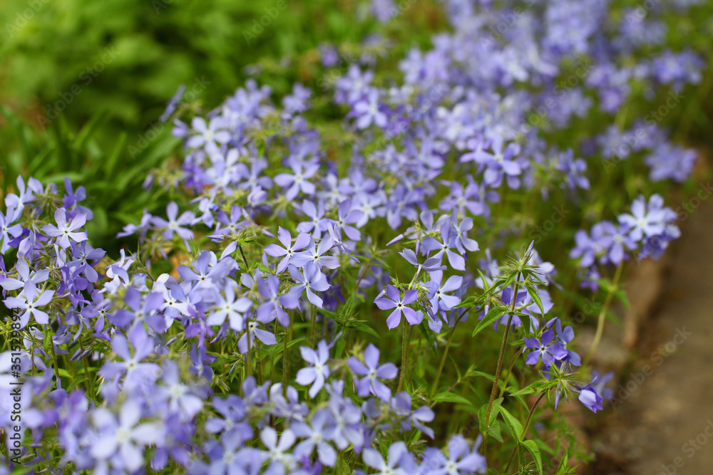 Creeping phlox (Phlox subulata), also known as the moss phlox. Blue flowering plant, beautiful background for a postcard. Creeping phlox (Phlox subulata), also known as the moss phlox. Blue flowering plant, beautiful background for a postcard.