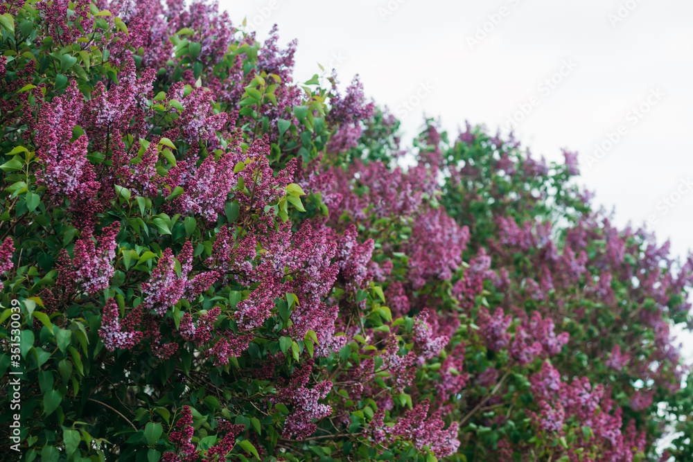 Bushes of blooming lilacs against a white sky. Copy space Bushes of blooming lilacs against a white sky. Copy space