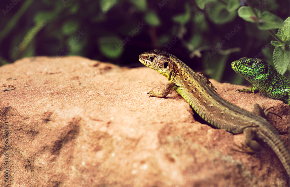 Fototapeta premium Eidechse