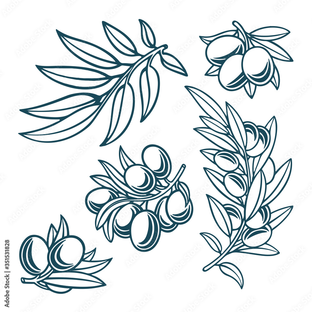 Fototapeta premium Olive. Olive hand drawn vector illustrations set. Part of set.