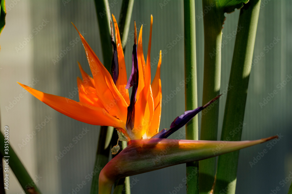 Obraz premium Strelitzie