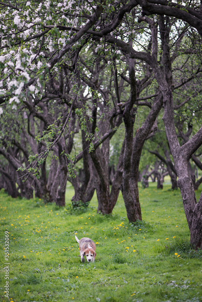 Cute beagle baby dog walk on green grass among blooming dandelions and apple trees Cute beagle baby dog walk on green grass among blooming dandelions and apple trees