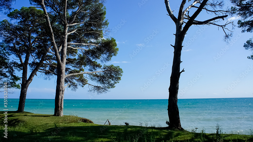 Natural landscape with pine trees on the background of the sea