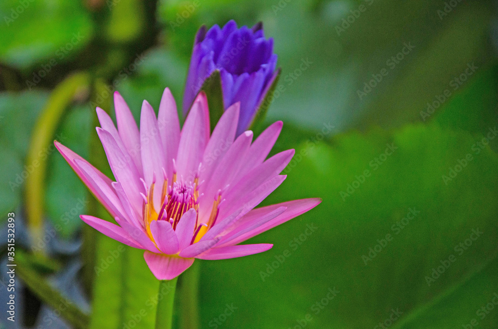 Beautiful pink and blue water lily flowers Beautiful pink and blue water lily flowers
