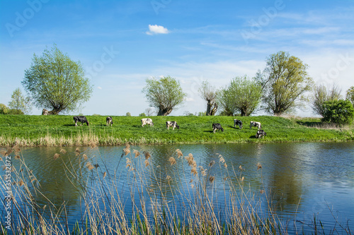 Cows graze on a green meadow by the river. Beautiful spring landscape