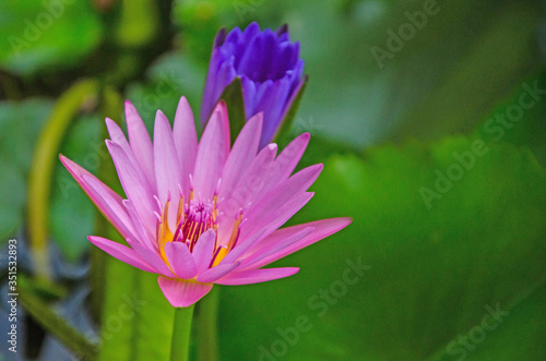 Beautiful pink and blue water lily flowers