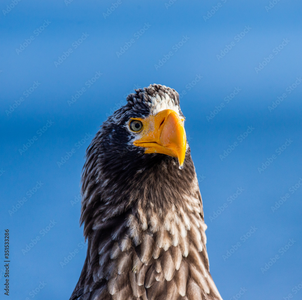 Portrait of Steller's sea eagle close up. Japan. Hokkaido. Shiretoko Peninsula. Shiretoko National Park Portrait of Steller's sea eagle close up. Japan. Hokkaido. Shiretoko Peninsula. Shiretoko National Park
