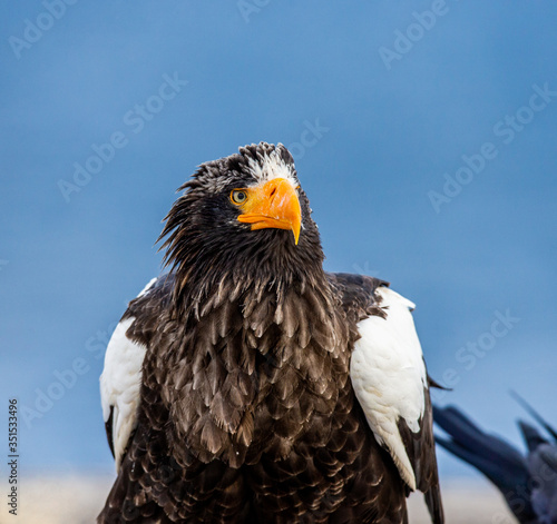 Portrait of Steller s sea eagle close up. Japan. Hokkaido. Shiretoko Peninsula. Shiretoko National Park