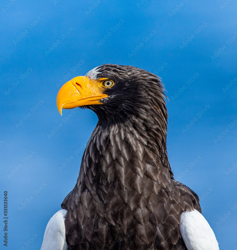 Obraz premium Portrait of Steller's sea eagle close up. Japan. Hokkaido. Shiretoko Peninsula. Shiretoko National Park