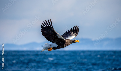 Fotografia Steller's sea eagle in flight on the background of the sea and the Kunashir island in the distance