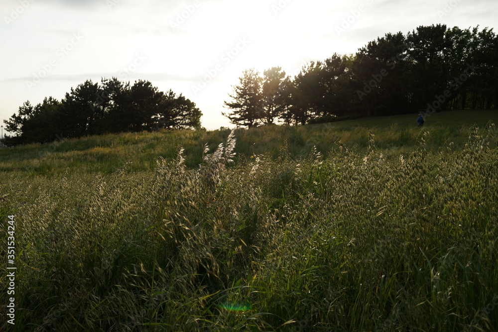 Obraz premium 夕日の丘 夕陽の丘 ススキ 光