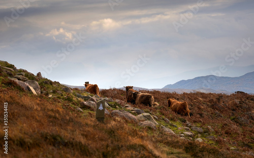 Highland cattle roaming the open bracken covered countryside near the coastline of Big Sand in autumn, Gairloch in the Scottish Highlands, Scotland UK.