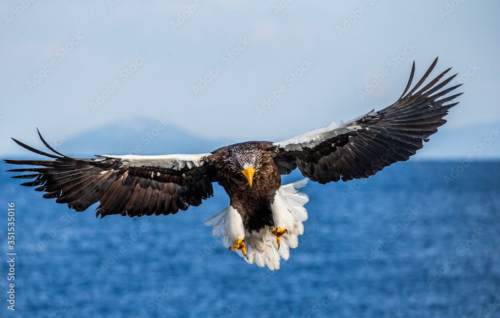 Fototapeta premium Steller's sea eagle in flight on the background of the sea and the Kunashir island in the distance. Japan. Hokkaido. Shiretoko Peninsula. Shiretoko National Park 